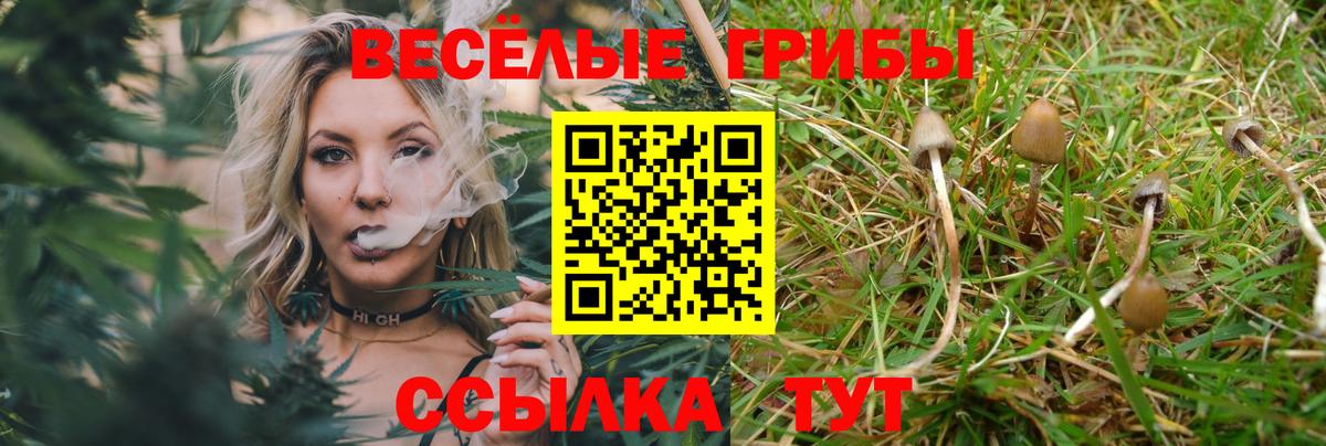 Галлюциногенные грибы мицелий  Вход с VPN  Людиново  Галлюциногенные грибы Psilocybine cubensis 